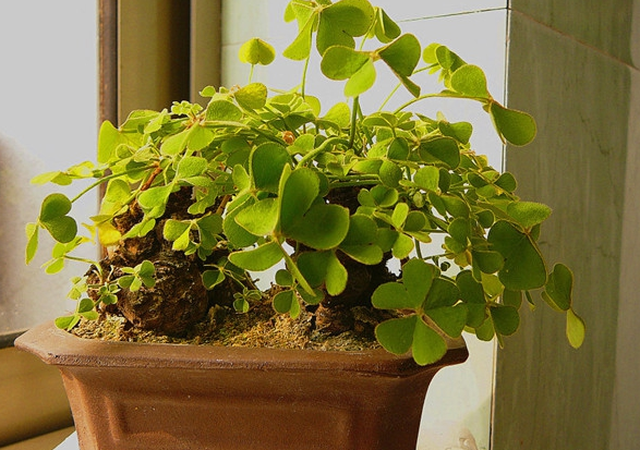 幸运草是三叶还是四叶