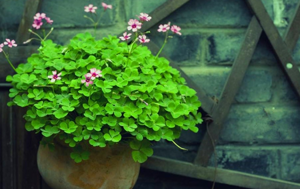 幸运草是三叶还是四叶