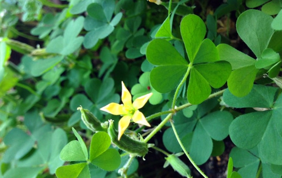 幸运草是三叶还是四叶