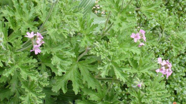 风油精有驱蚊的作用吗