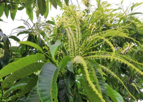 板栗树什么时候开花