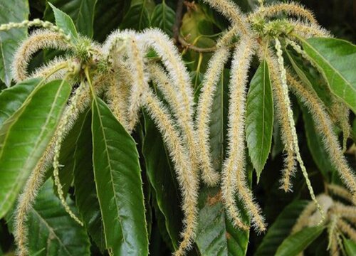 板栗树什么时候开花