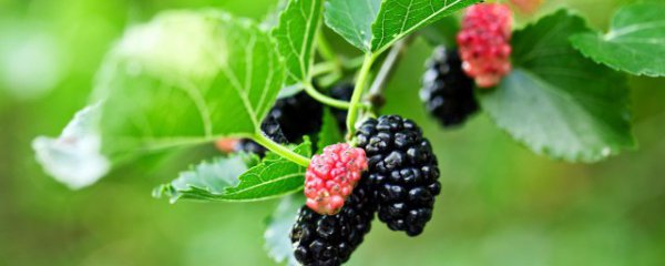 有什么办法保鲜桑椹