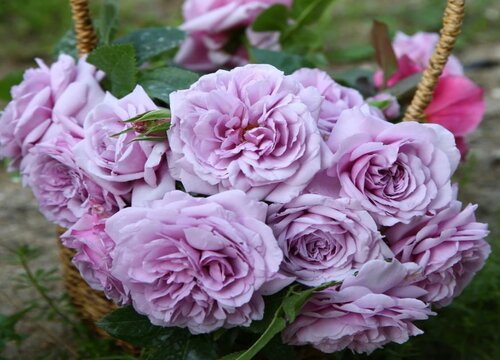 花是植物吗 属于什么植物