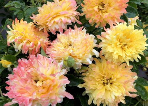 花是植物吗 属于什么植物