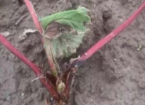 草莓病虫害防治技术与方法措施