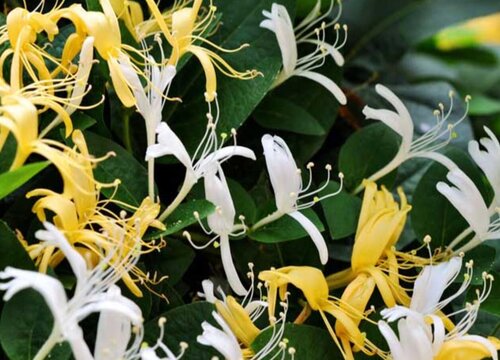 金银花长什么样子