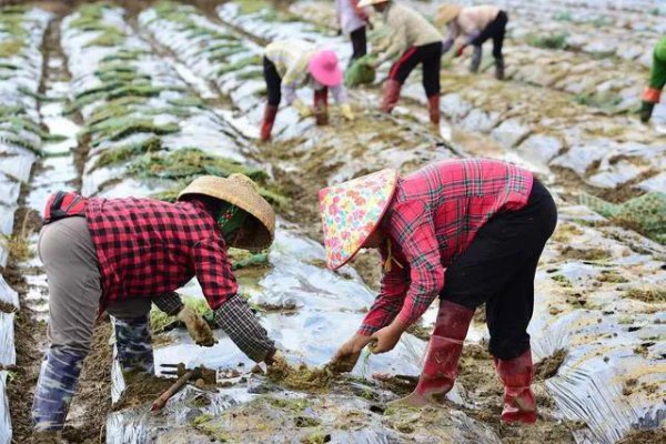 韭菜籽怎么种植出苗好的方法