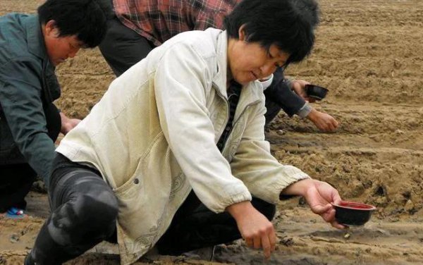 韭菜籽怎么种植出苗好的方法