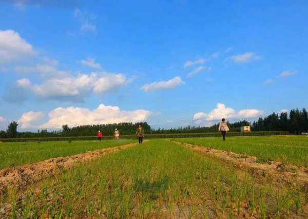 韭菜籽怎么种植出苗好的方法