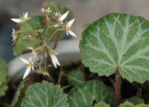 虎耳草可以水培吗