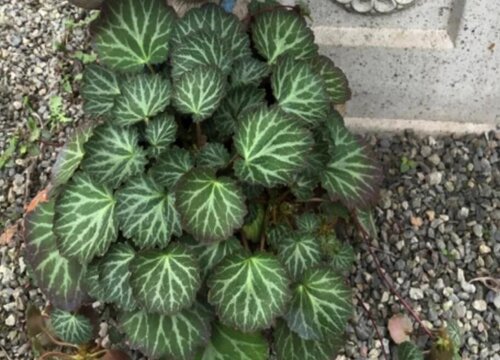 虎耳草可以水培吗