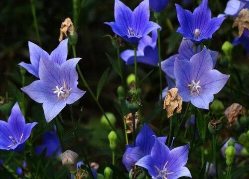 桔梗打什么药好