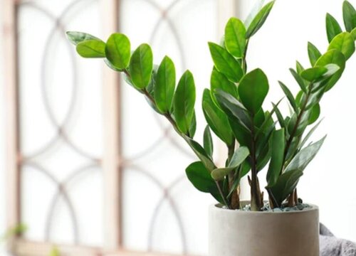 钱串子开花是什么样子的