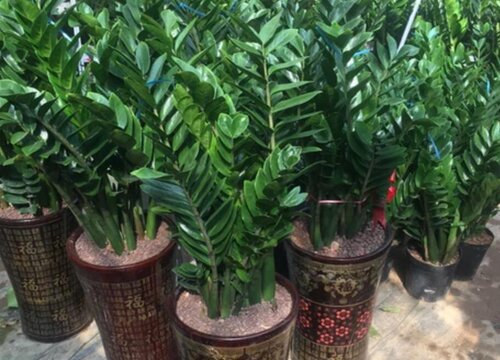 钱串子开花是什么样子的