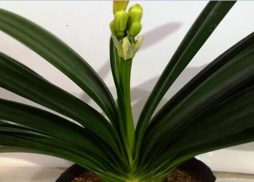 君子兰难服盆该怎么解决