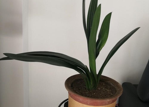 君子兰难服盆该怎么解决