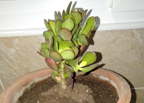 玉树可以晒太阳吗