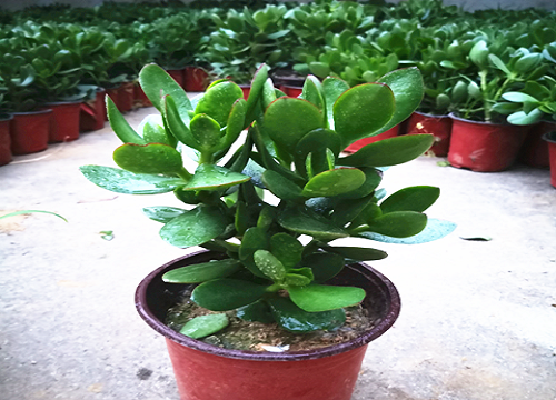 玉树可以晒太阳吗