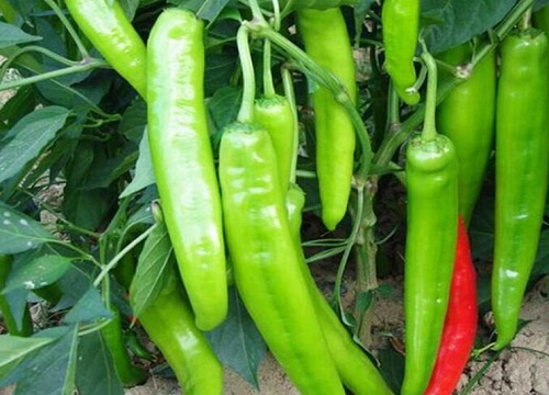 茄科蔬菜有哪些