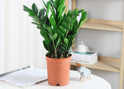 金钱树都有哪些养芽技巧