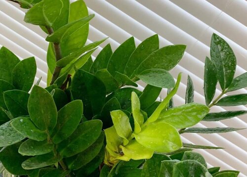 金钱树都有哪些养芽技巧