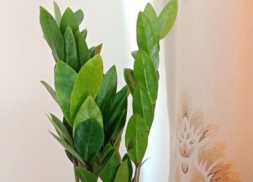 金钱树都有哪些养芽技巧