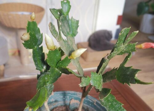 叶仙怎么过冬天