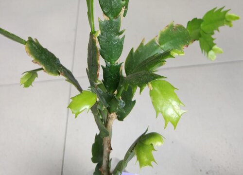 叶仙怎么过冬天