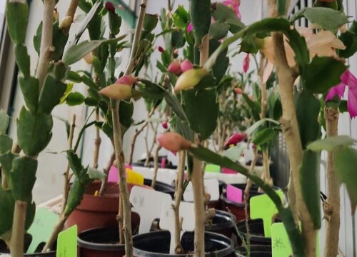 叶仙怎么过冬天