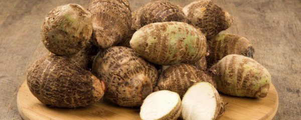 芋头盆栽的管理方法