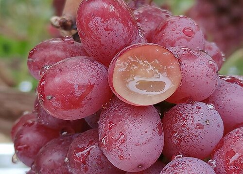 葡萄的保存最佳方法