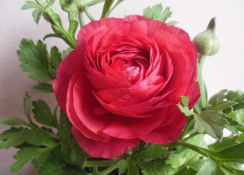 芹叶牡丹养殖方法