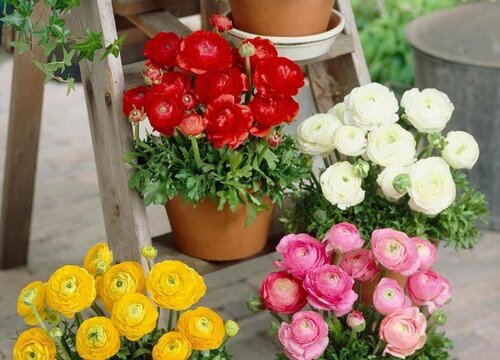 芹叶牡丹养殖方法