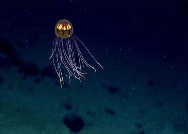 地球最深的地方是哪个海沟