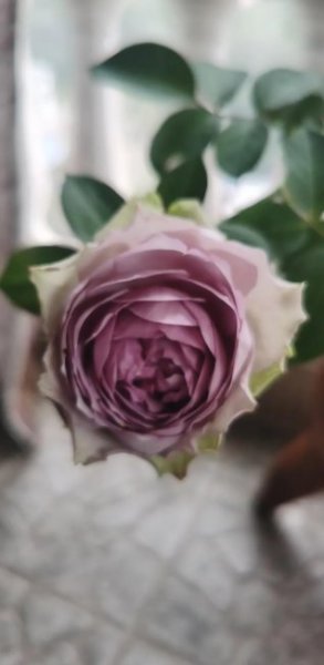 蓝莓蛋糕月季优缺点