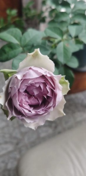 蓝莓蛋糕月季优缺点