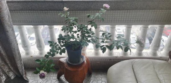 蓝莓蛋糕月季优缺点