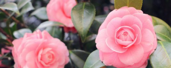 茶花可以插扦吗