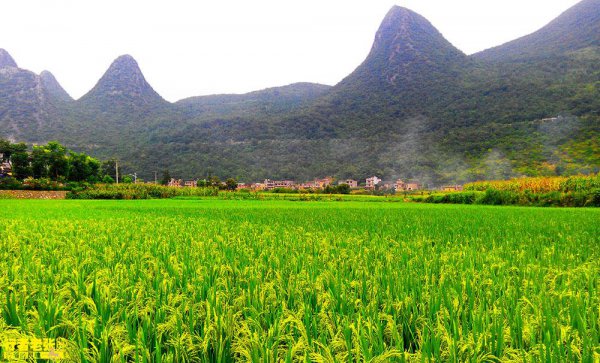万峰林风景区在贵州哪里