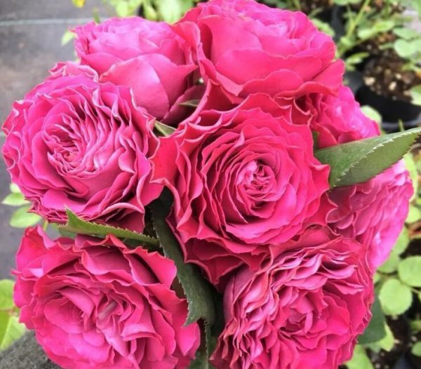 珍贵时刻月季的优缺点