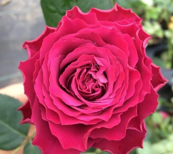 珍贵时刻月季的优缺点