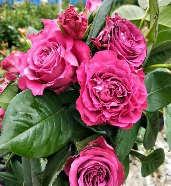 珍贵时刻月季的优缺点