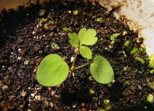 耧斗菜什么时候播种合适