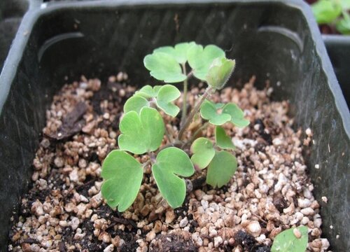 耧斗菜什么时候播种合适