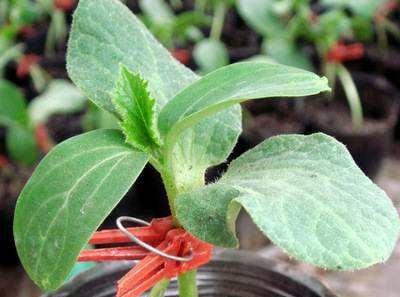 蔬菜育苗常用的嫁接方法和技术