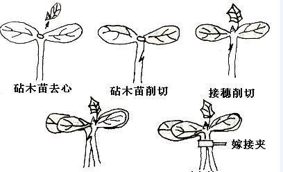 蔬菜育苗常用的嫁接方法和技术
