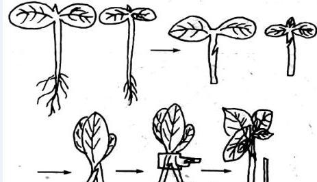 蔬菜育苗常用的嫁接方法和技术