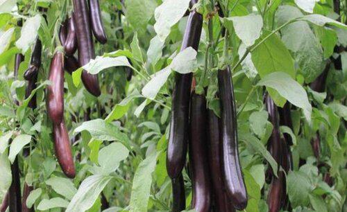 蔬菜育苗常用的嫁接方法和技术