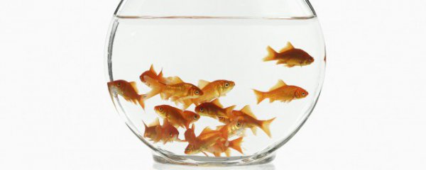 怎样挑选优质锦鲤